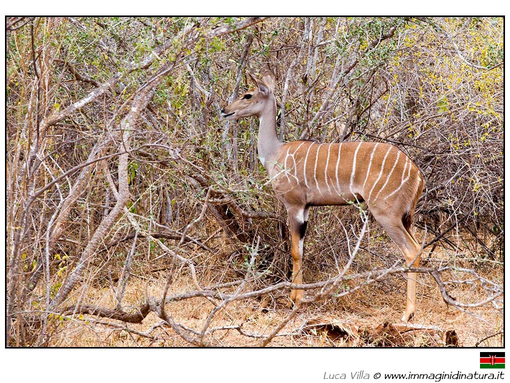 Kudu minore - Tragelaphus imberbis